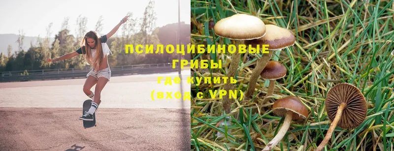 Галлюциногенные грибы Magic Shrooms  купить наркоту  Камызяк 